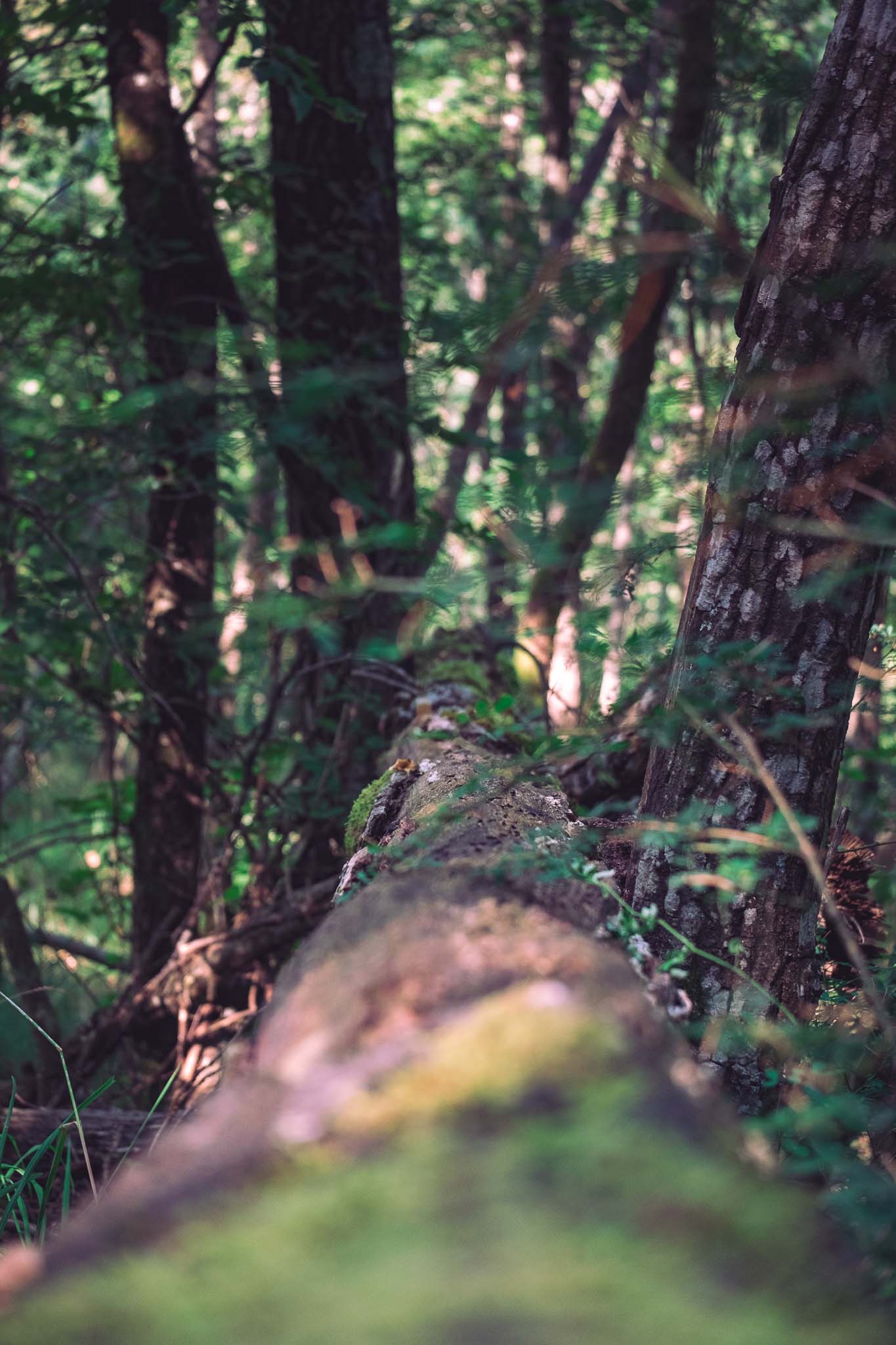 Acquacheta Waterfall